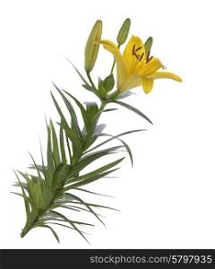 Yellow Lily Flowers Isolated On White Background