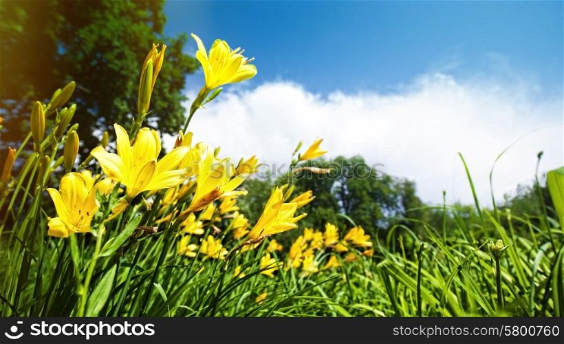 Yellow lily flowers on the meadow, panoramic natural backgrounds