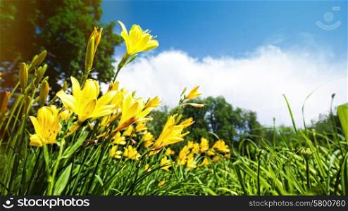 Yellow lily flowers on the meadow, panoramic natural backgrounds