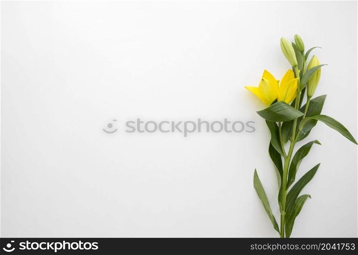 yellow lily flowers white backdrop