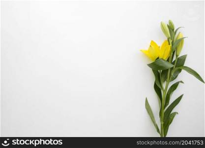 yellow lily flowers white backdrop