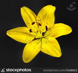 Yellow lily. Isolated on dark background