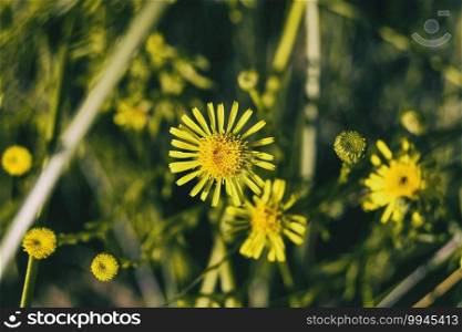 yellow limbarda flowers seen up close on a sunny day