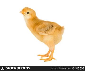 Yellow little chicken a over white background