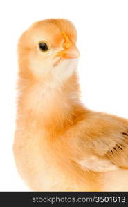 Yellow little chicken a over white background