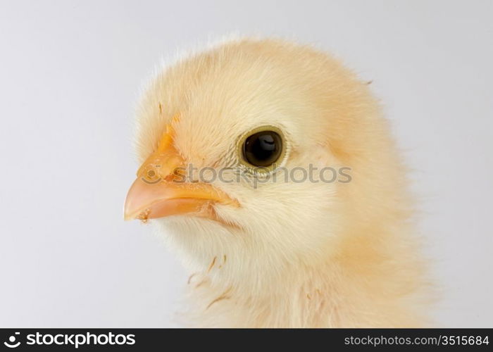 Yellow little chicken a over white background