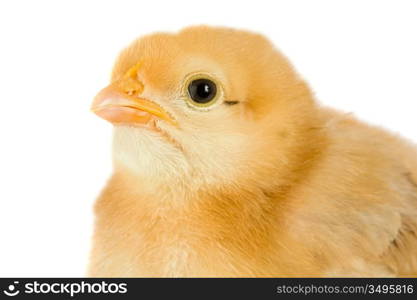 Yellow little chicken on a over white background