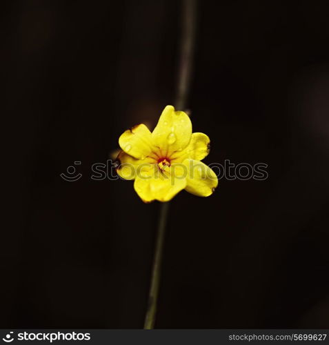 yellow little flower on black background