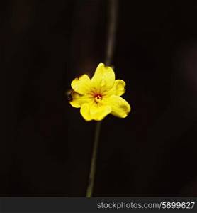 yellow little flower on black background