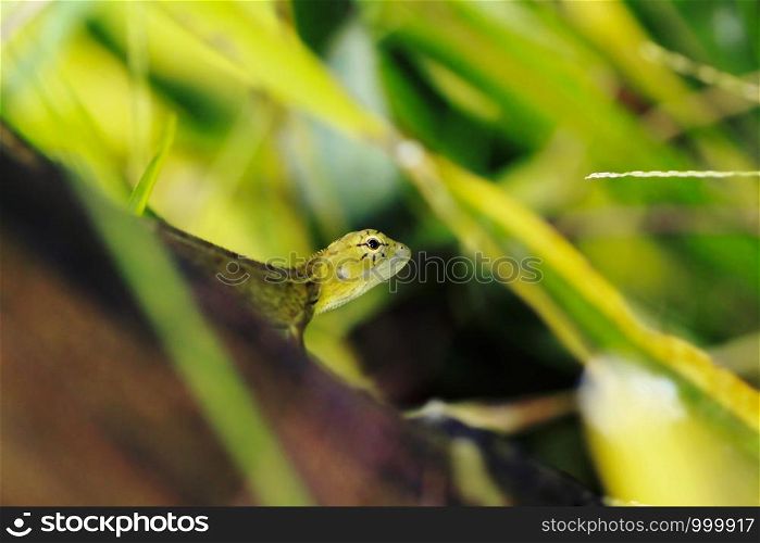 Yellow lizard on a green leaf
