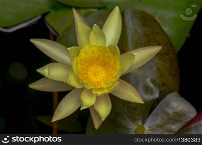 Yellow lotus flower blooming beautifully.