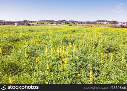 Yellow lupine in portuguese landscape in spring