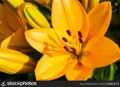 Yellow Madonna lily flower Lilium candidum with buds in nature. Background in nature. Detailed closup shoot in sun. Selective focus.. Yellow Madonna lily flower Lilium candidum with buds in nature. Background in nature. Detailed closup shoot in sun.