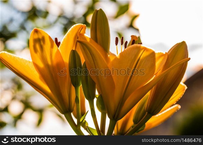 Yellow Madonna lily flower Lilium candidum with buds in nature. Background in nature. Detailed closup shoot in sun. Selective focus.. Yellow Madonna lily flower Lilium candidum with buds in nature. Background in nature. Detailed closup shoot in sun.
