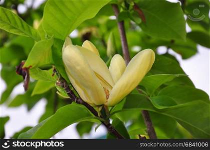 Yellow magnolia (Magnolia brooklynensis)