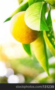 Yellow mandarin on a branch shot with selective focus. Yellow mandarin on a branch
