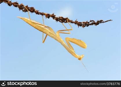 Yellow mantis on the plant against the sky
