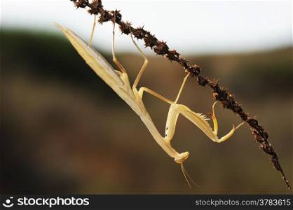 Yellow mantis on the plant in Israel