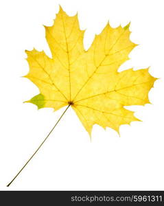 Yellow maple leaf isolated on white