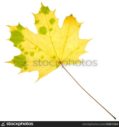 Yellow maple leaf isolated on white