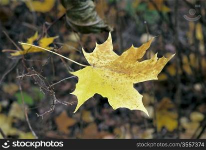 Yellow maple leaf of bush branch