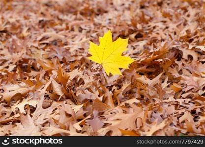yellow maple leaf on a background of oak autumn leaves