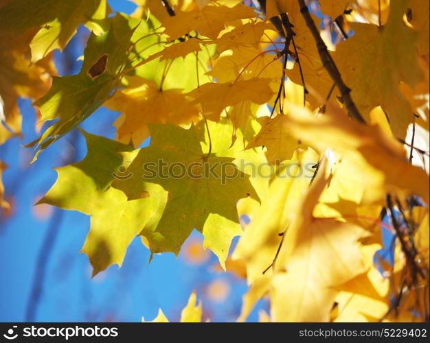 yellow maple leaves