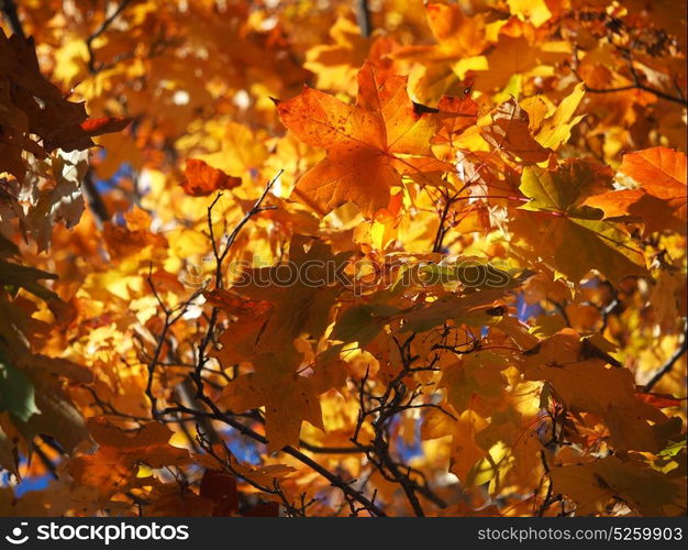 yellow maple leaves