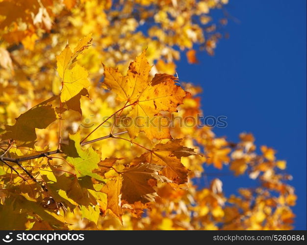 yellow maple leaves