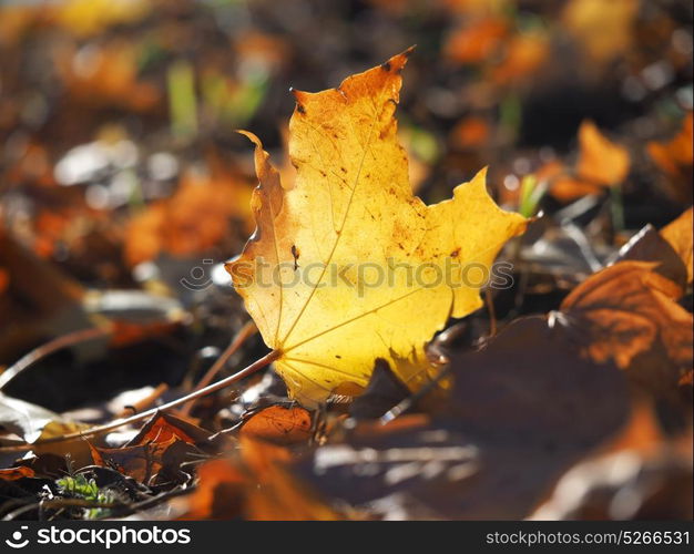 yellow maple leaves