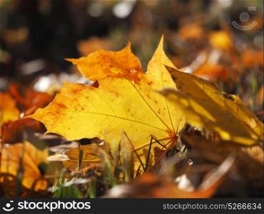 yellow maple leaves