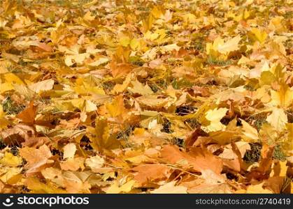 yellow maple leaves are in autumn on the ground