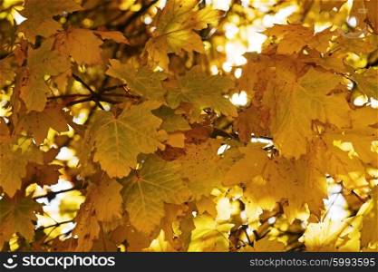 Yellow maple leaves background with bokeh