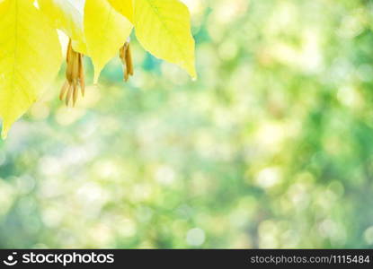 Yellow maple leaves covered with raindrops on a background of multicolored fall foliage