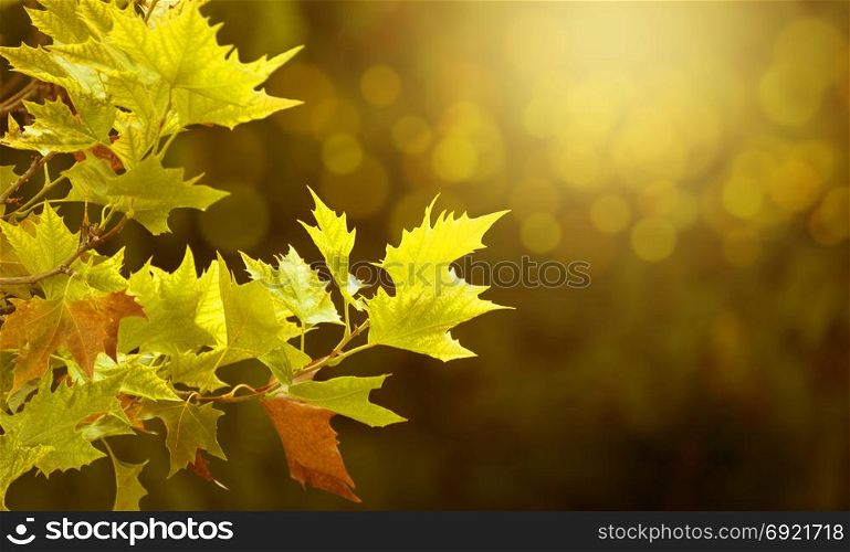 Yellow maple leaves in focus against blurred orange background, autumnal coloring. Yellow maple leaves in focus against blurred orange background