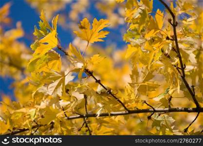 Yellow maple leaves on a background sky