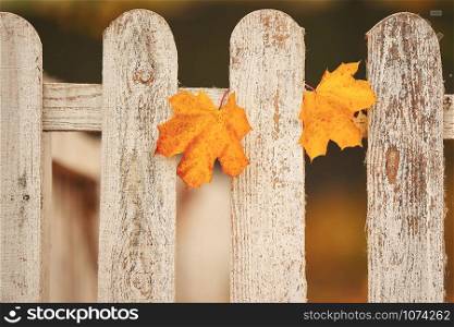 Yellow maple leaves on a white fence. Selective focus. Yellow maple leaves on a white fence. Selective focus.