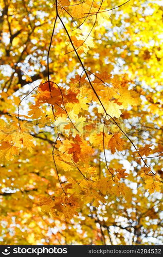 yellow maple leaves on branches in autumn forest