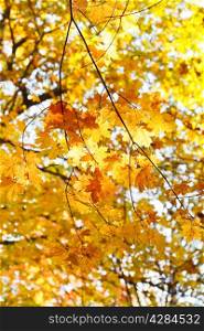 yellow maple leaves on branches in autumn forest