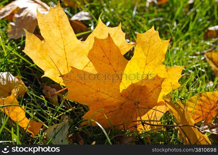 yellow maple leaves on green grass in autumn