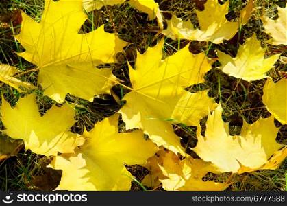 yellow maple leaves on green grass in autumn