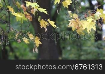 Yellow maple leaves trembling on the wind