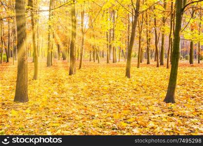 Yellow maple trees in city park with fallen leaves at bright autumn day