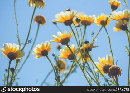 Yellow marguerites in the summer in blue sky