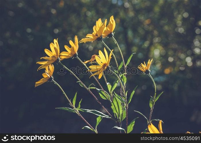 Yellow marguerites in the wind on dark bokeh background