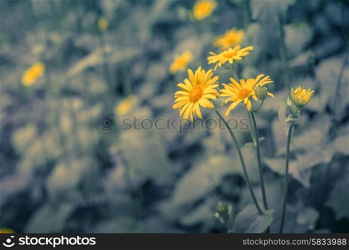 Yellow marguerites on a blue toned background