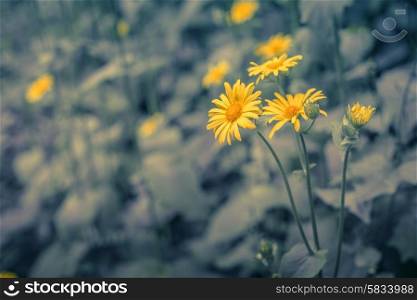 Yellow marguerites on a blue toned background