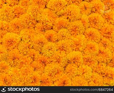 Yellow Marigold flower background. Yellow Marigold flower or Tagetes flower pattern background