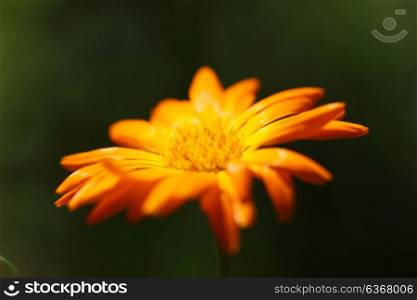 Yellow marigold flower on a green background