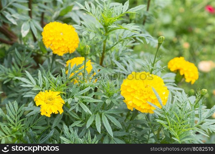 Yellow marigold flowers. Trees planted marigold yellow in the garden.